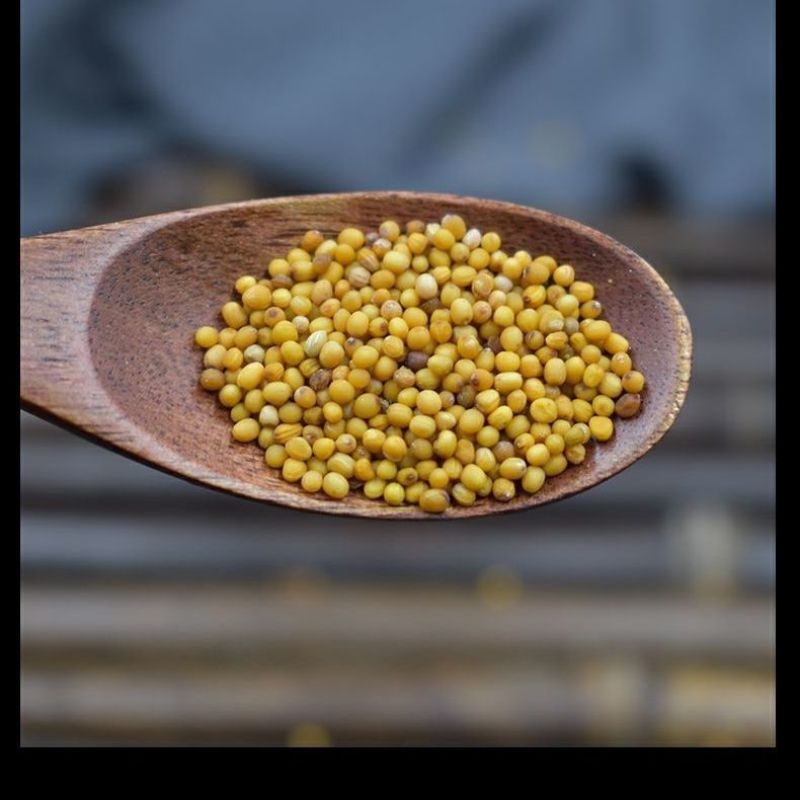 新货特级纯正食用黄芥子末子芥子食用黄芥子各种规格批发零售