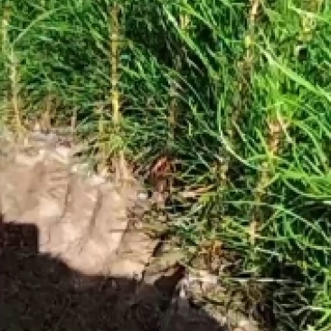 营养袋油松