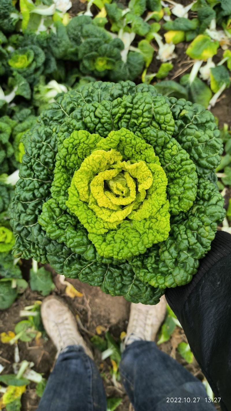 诚信做人用心做菜！专业从事黄心菜20年！期待与您合作共赢