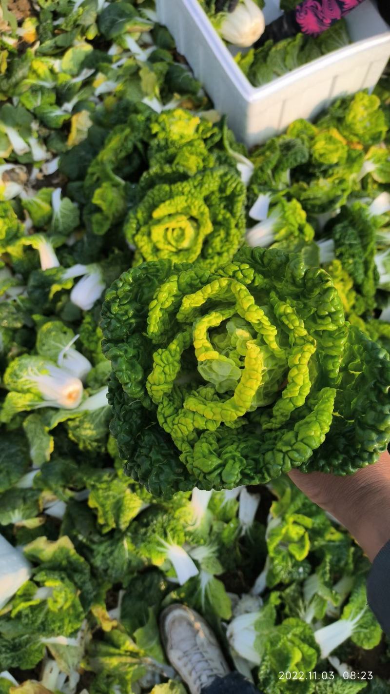 诚信做人用心做菜！专业从事黄心菜20年！期待与您合作共赢