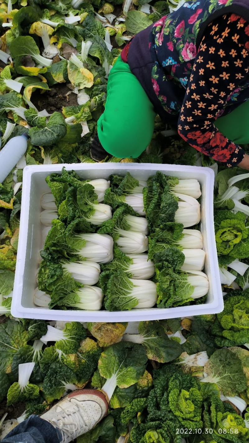 诚信做人用心做菜！专业从事黄心菜20年！期待与您合作共赢