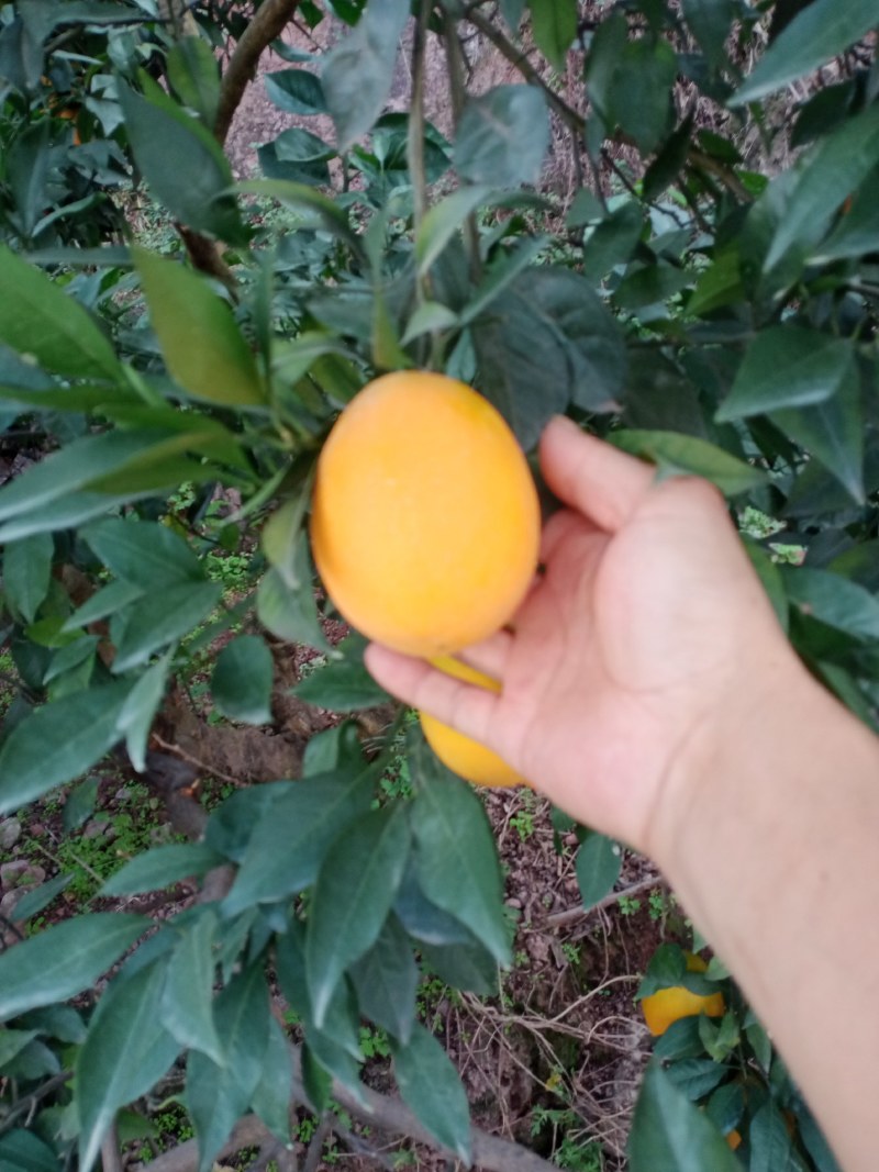 湖北橙子