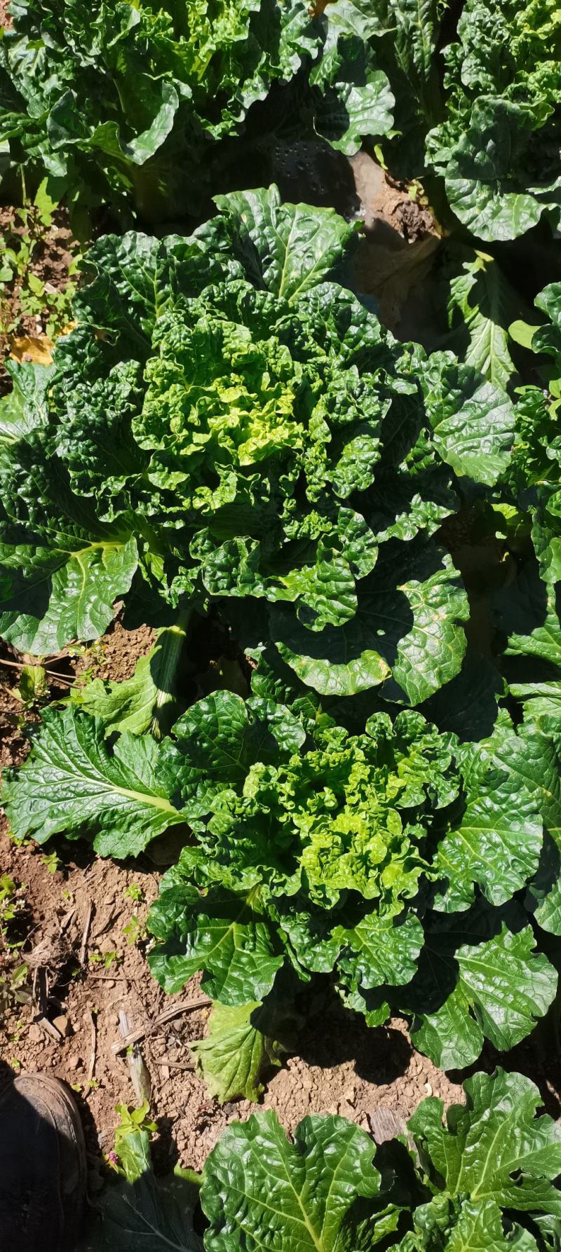 麻叶青白菜