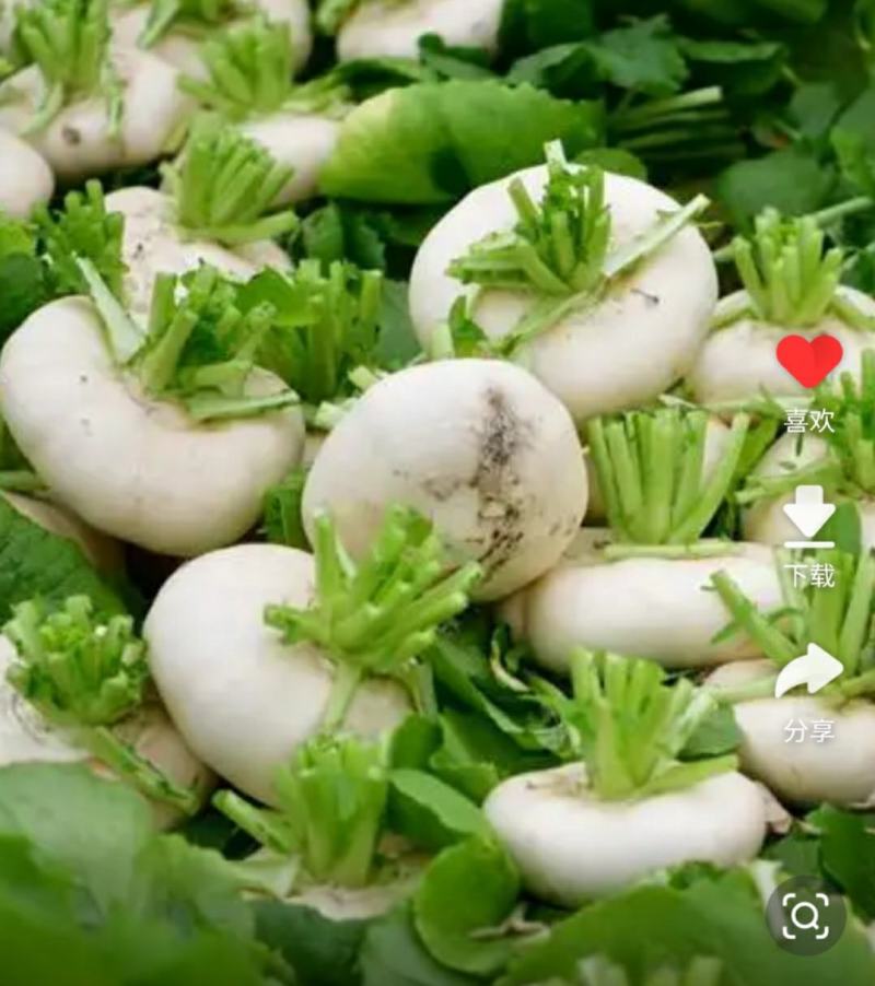 盘菜大量供应