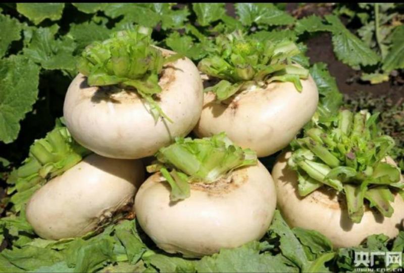 盘菜大量供应
