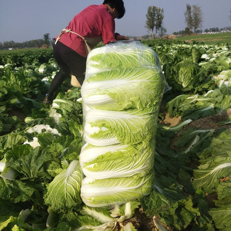 【白菜湖北天门矮颗黄心大白菜大量上市脆嫩可口欢迎采购