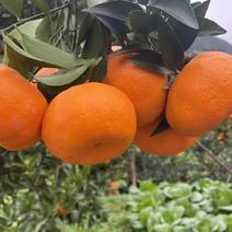 【火爆】湖北橘子蜜桔叶桔特早蜜橘果园看果订货价格实惠