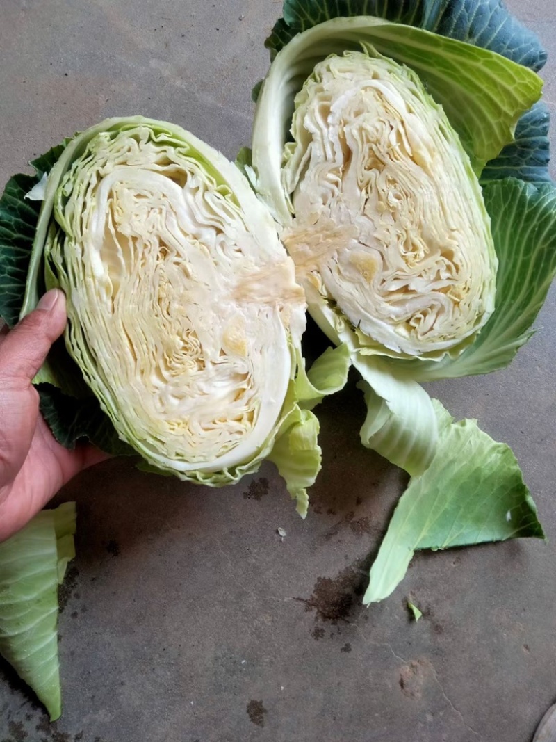 精品甘蓝大量上市，现釆现卖、一手货源，诚信经营，欢迎咨询