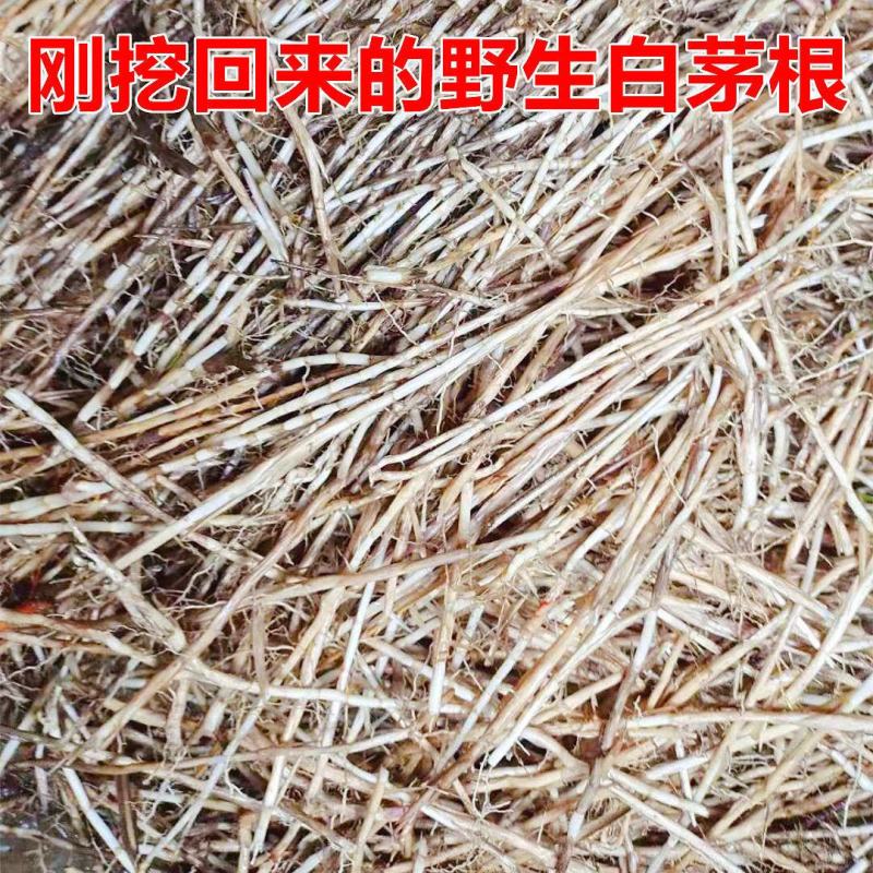 白茅根新鲜野生现挖茅根竹蔗马蹄茅根水甜茅根凉茶中草药食材