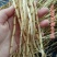 白茅根新鲜野生现挖茅根竹蔗马蹄茅根水甜茅根凉茶中草药食材