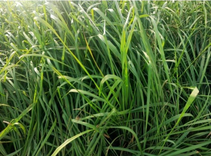 白茅根新鲜野生现挖茅根竹蔗马蹄茅根水甜茅根凉茶中草药食材