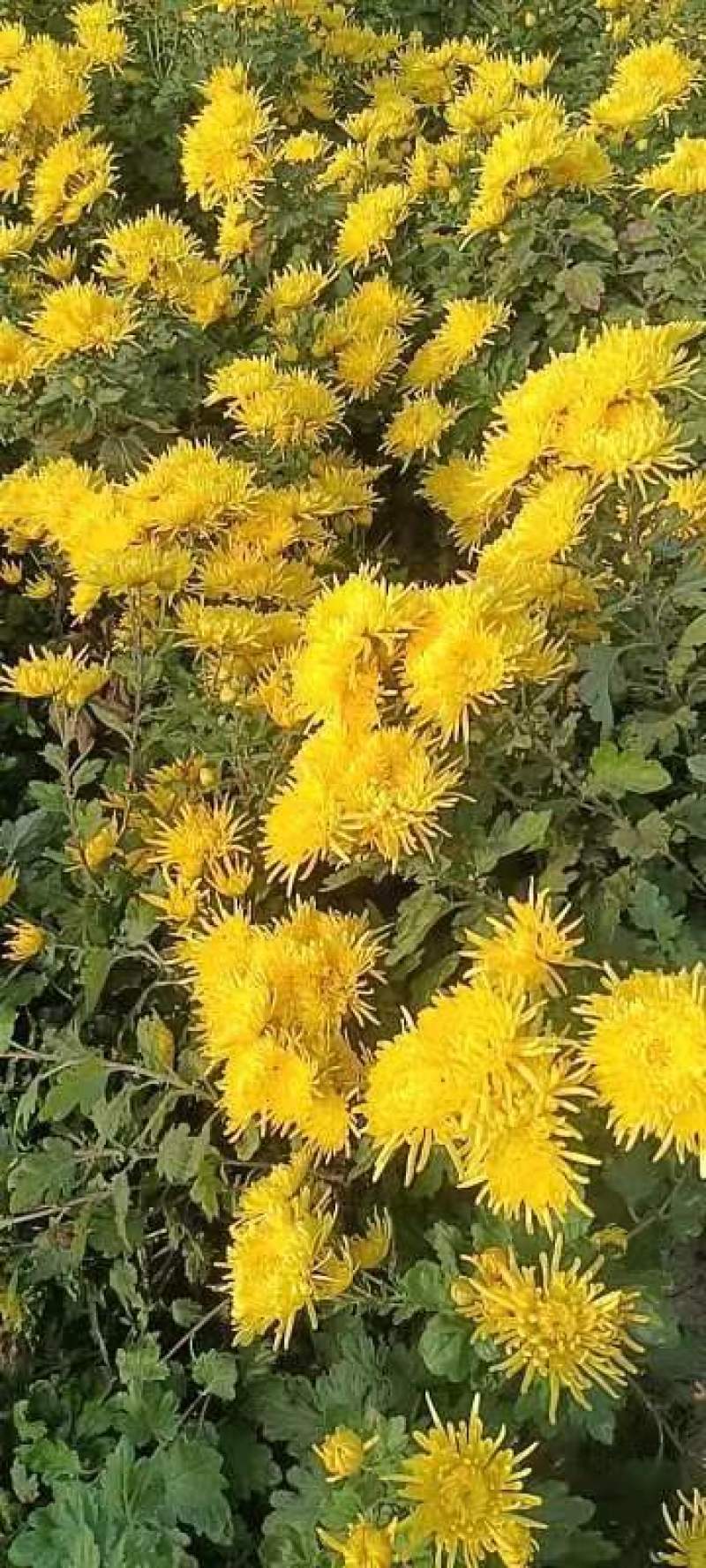 金丝黄菊茶诚信经营品质保证量大从优欢迎来电咨询