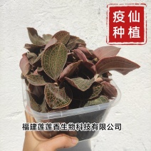 金线莲·来自福建莲莲香生物科技-蒙特卡罗世界赌城官方网站-百度百科第一基地