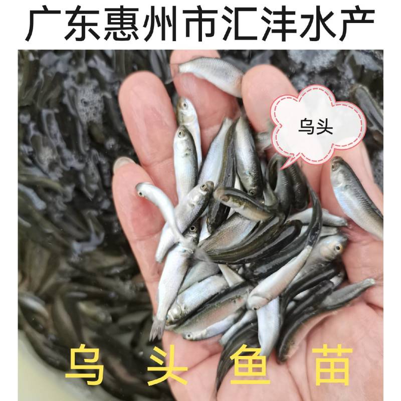 乌头鱼苗乌头，量大从优技术支持全国发货！