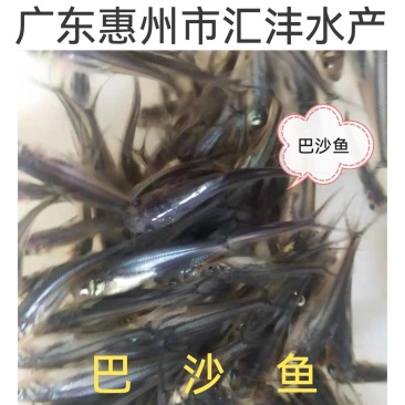 巴沙鱼苗，淡水巴沙鱼苗，量大从优品质保证全国发货！