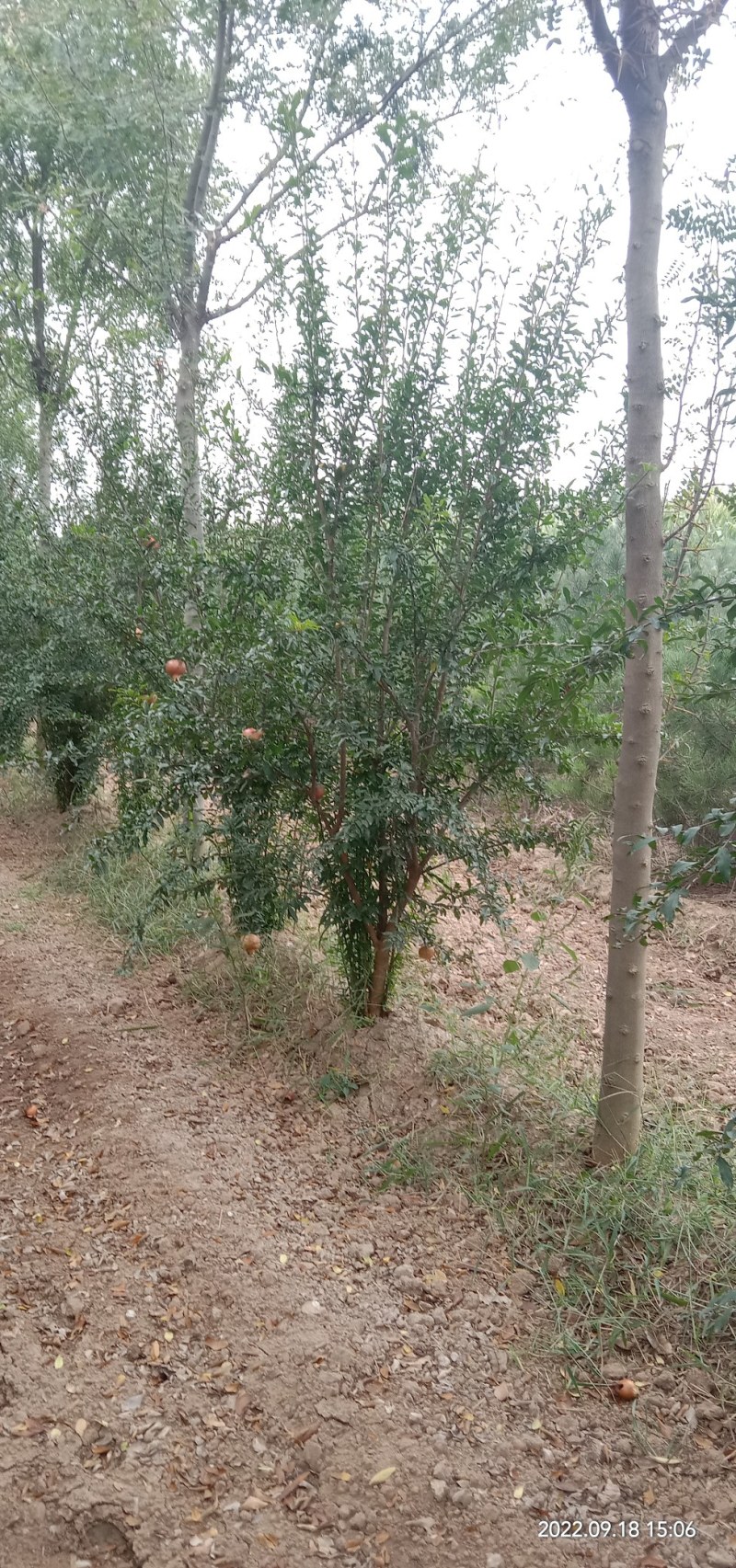 花石榴树出售