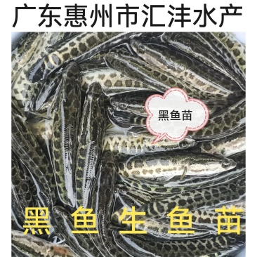 黑鱼苗生鱼斑鱼苗量大从优，全国发货！