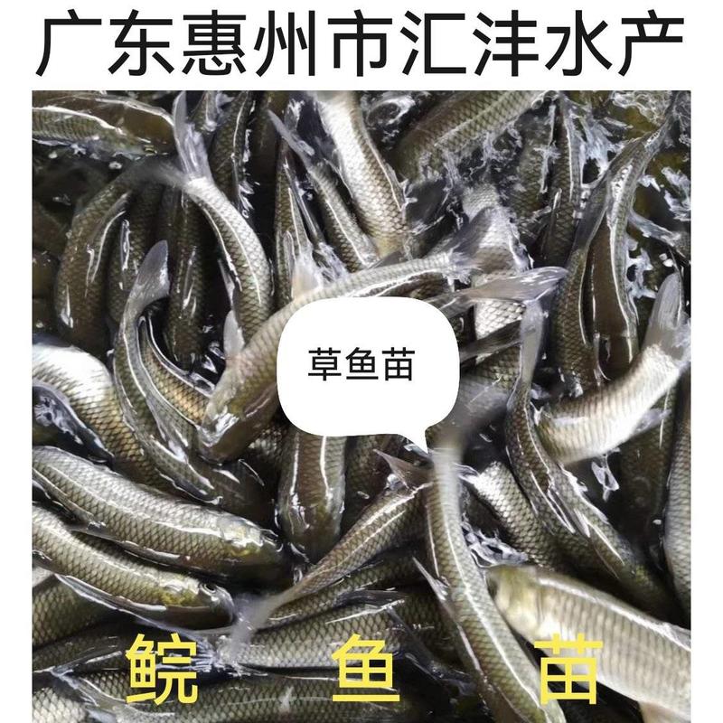 鲩鱼草鱼品种优良货源足量大从优，全国发货！