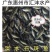 淡水石斑鱼品种优良货源稳定，包成活技术指导！