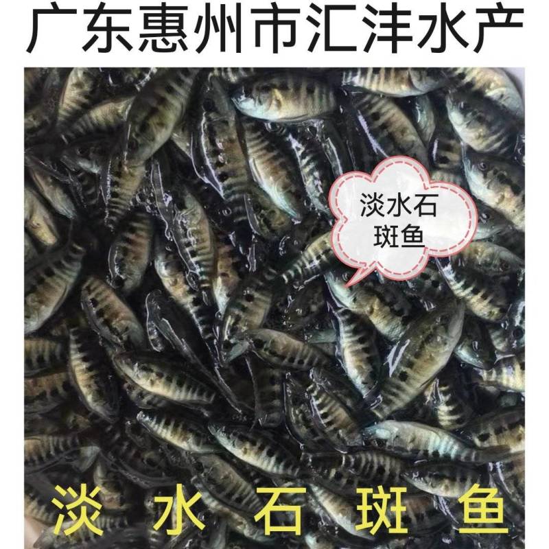 淡水石斑鱼品种优良货源稳定，包成活技术指导！