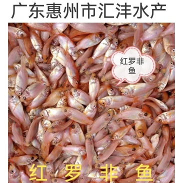 红罗非彩虹鲷品种优良质量保证全国发货！