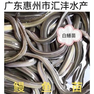 鳗鱼苗白鳝鳗鱼苗品种优良,技术支持!全国发货!