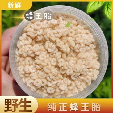 新鲜蜂王胎天然野生幼蜂虫蜂蛹保养卵巢呵护女性