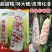彩甜糯627彩糯玉米种子特大穗薄皮软糯香甜彩色玉米种子