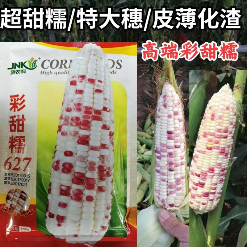 彩甜糯627彩糯玉米种子特大穗薄皮软糯香甜彩色玉米种子