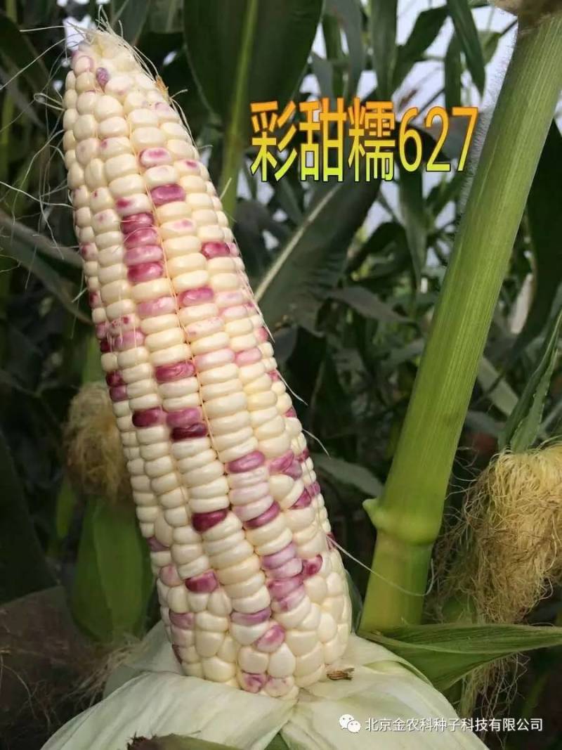 彩甜糯627彩糯玉米种子特大穗薄皮软糯香甜彩色玉米种子