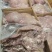 山东济南商河牛头肉量大从优欢迎致电洽谈合作