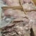 山东济南商河牛头肉量大从优欢迎致电洽谈合作