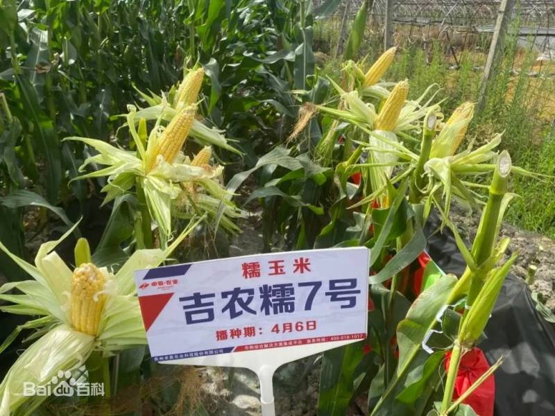 吉农糯7号黄糯玉米种子早熟大棒黄粘甜糯薄皮黄玉米种子