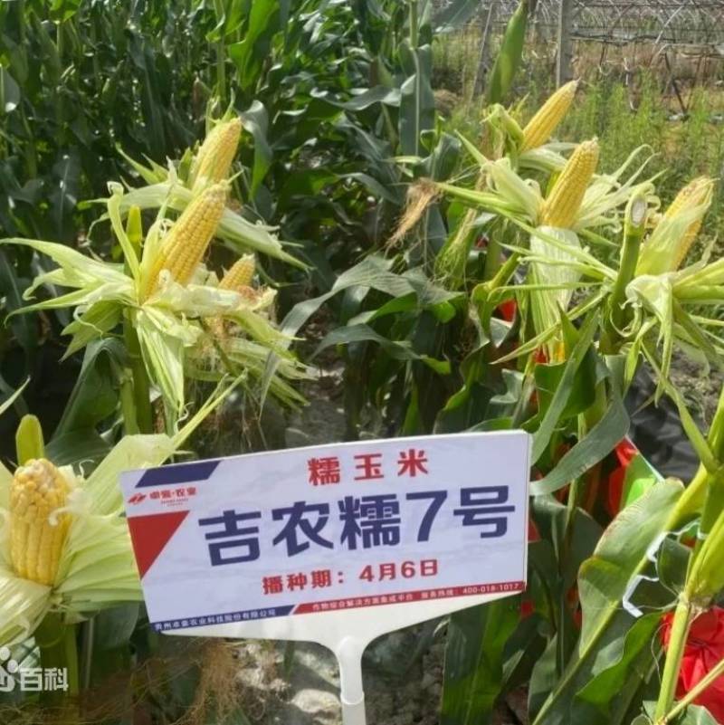 吉农糯7号黄糯玉米种子早熟大棒黄粘甜糯薄皮黄玉米种子
