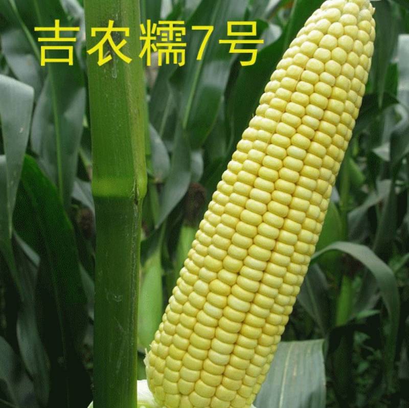吉农糯7号黄糯玉米种子早熟大棒黄粘甜糯薄皮黄玉米种子