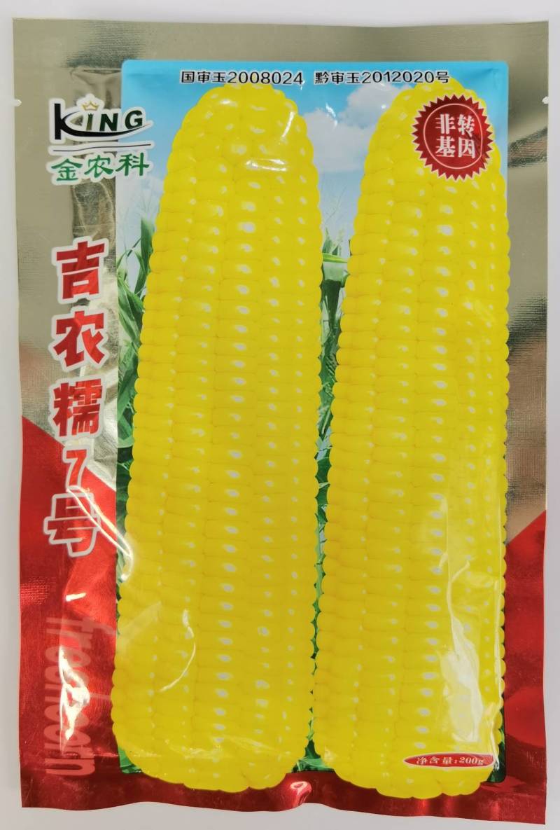 吉农糯7号黄糯玉米种子早熟大棒黄粘甜糯薄皮黄玉米种子