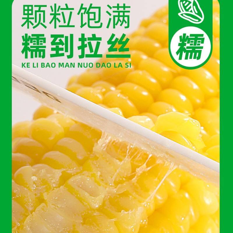 吉农糯7号黄糯玉米种子早熟大棒黄粘甜糯薄皮黄玉米种子