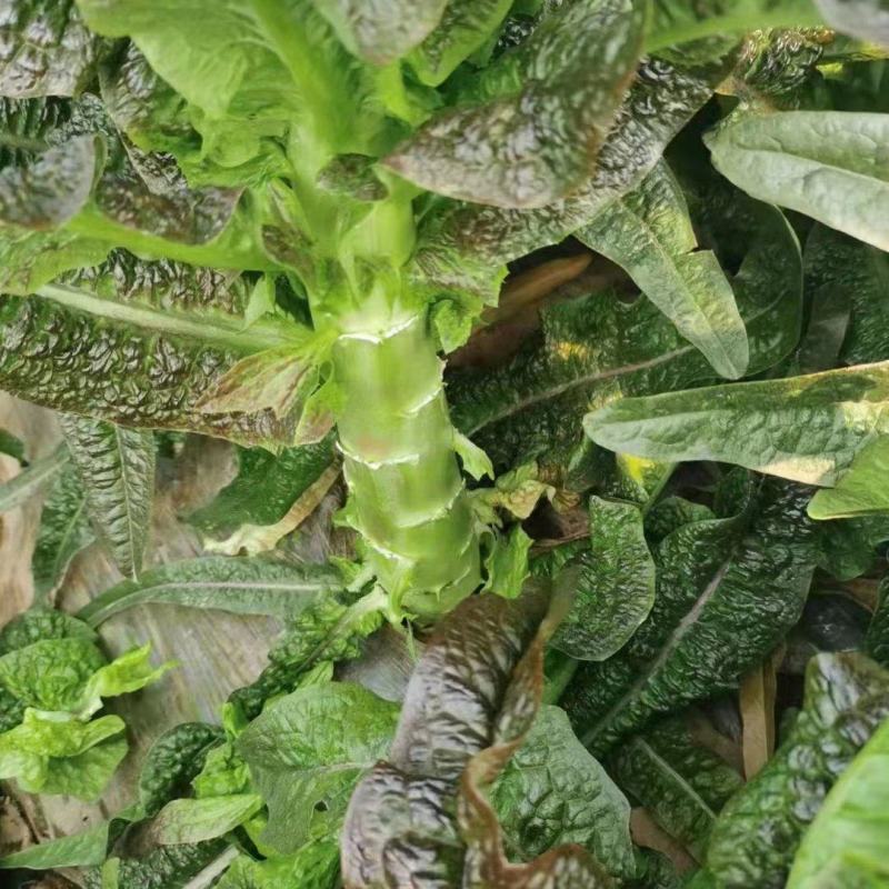 【产地货源】莴笋万亩种植基地大量上，欢迎各地客商来电咨询