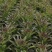 【产地货源】莴笋万亩种植基地大量上，欢迎各地客商来电咨询