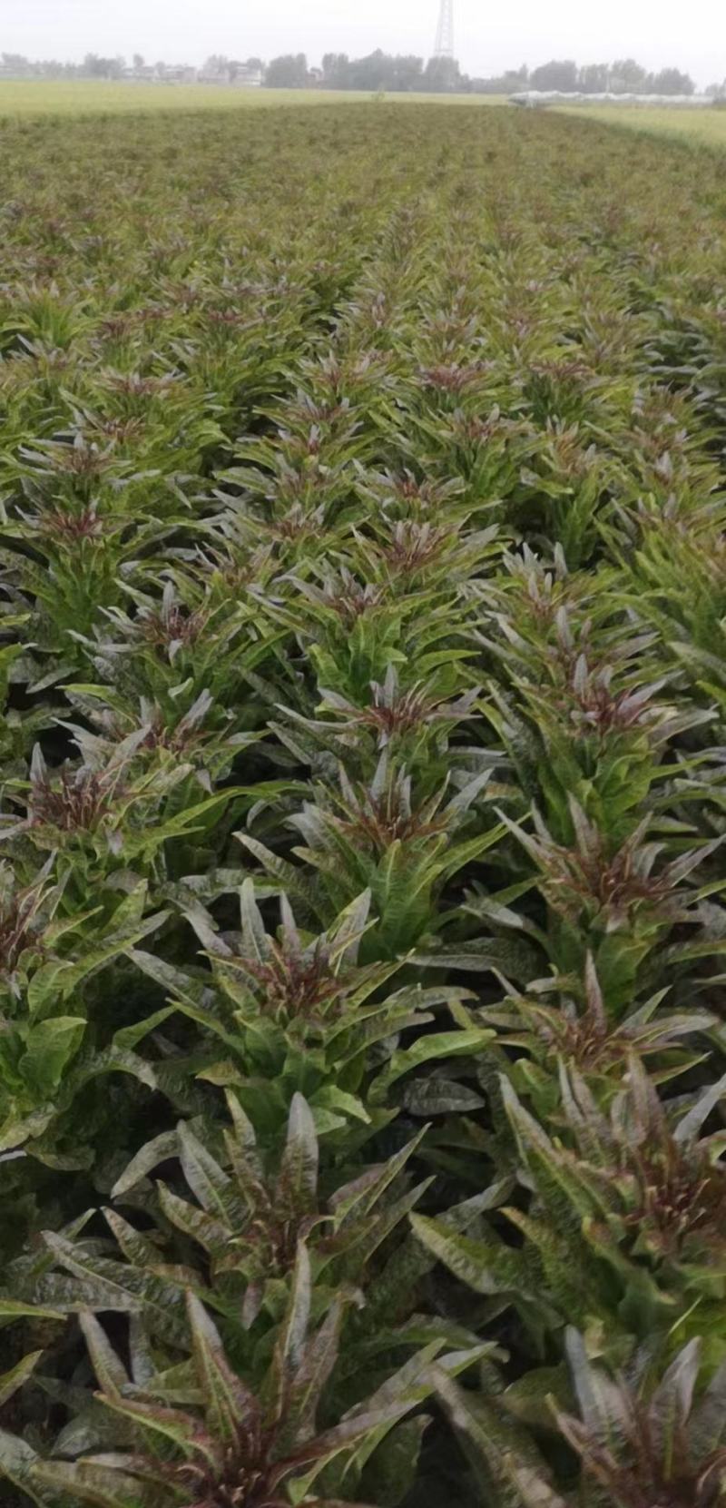 【产地货源】莴笋万亩种植基地大量上，欢迎各地客商来电咨询