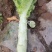 【产地货源】莴笋万亩种植基地大量上，欢迎各地客商来电咨询