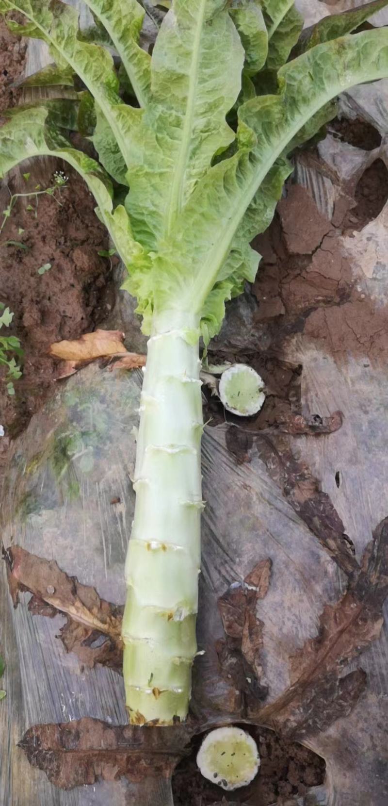 【产地货源】莴笋万亩种植基地大量上，欢迎各地客商来电咨询