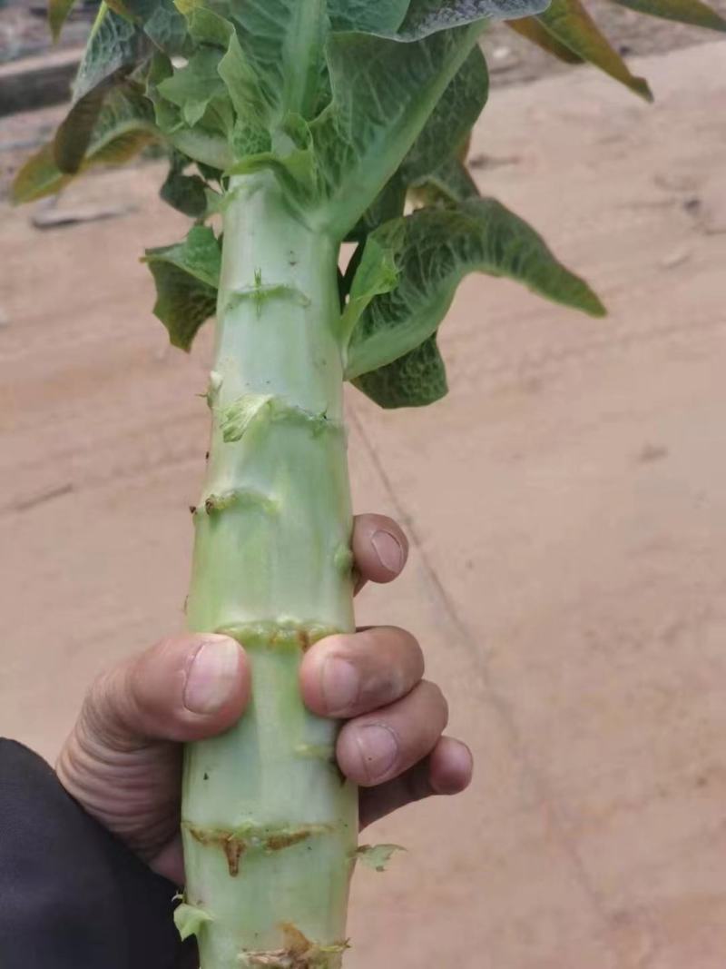【产地货源】莴笋万亩种植基地大量上，欢迎各地客商来电咨询