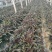 【产地货源】莴笋万亩种植基地大量上，欢迎各地客商来电咨询