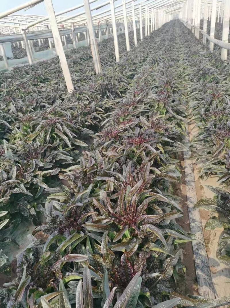 【产地货源】莴笋万亩种植基地大量上，欢迎各地客商来电咨询