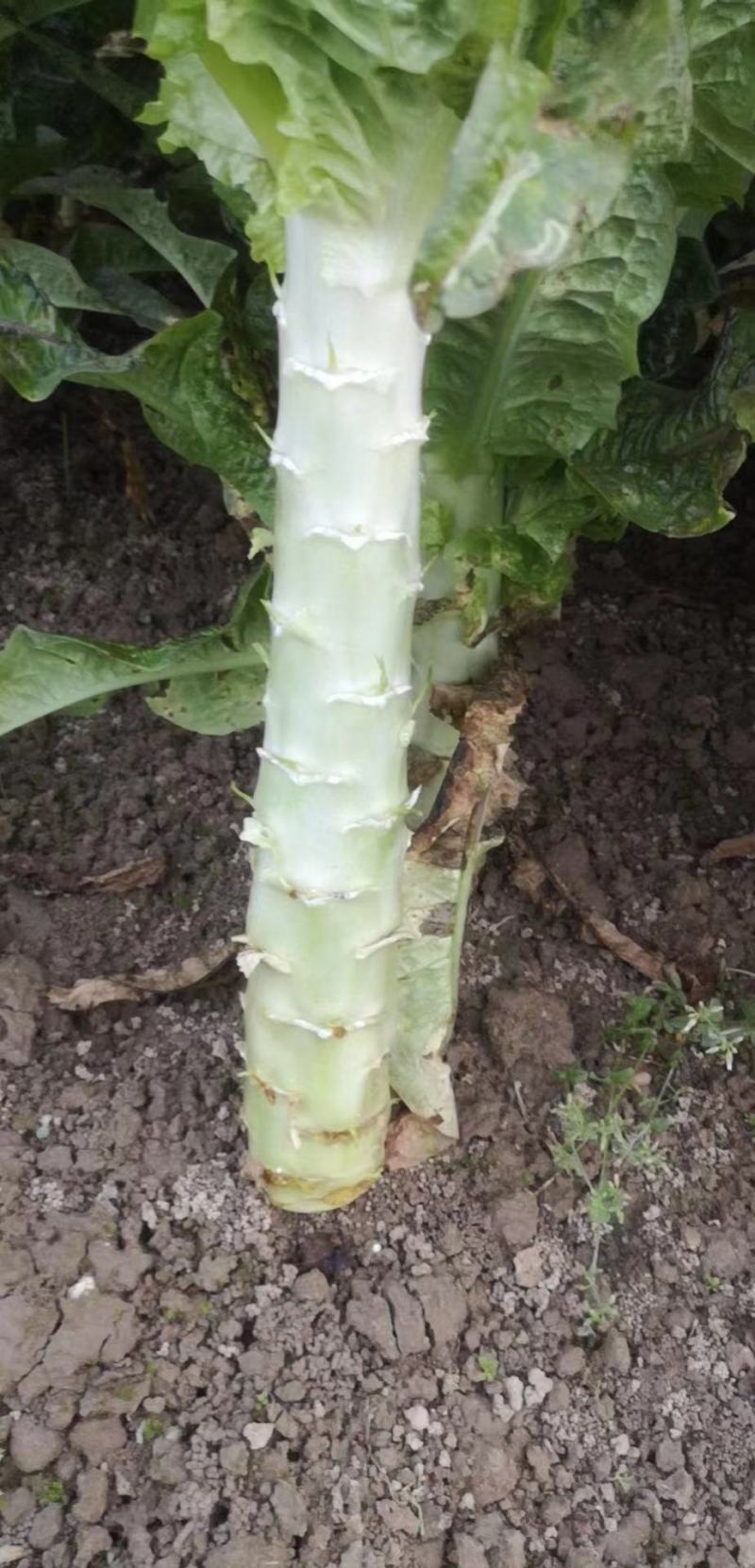 【产地货源】莴笋万亩种植基地大量上，欢迎各地客商来电咨询