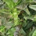 【产地货源】莴笋万亩种植基地大量上，欢迎各地客商来电咨询