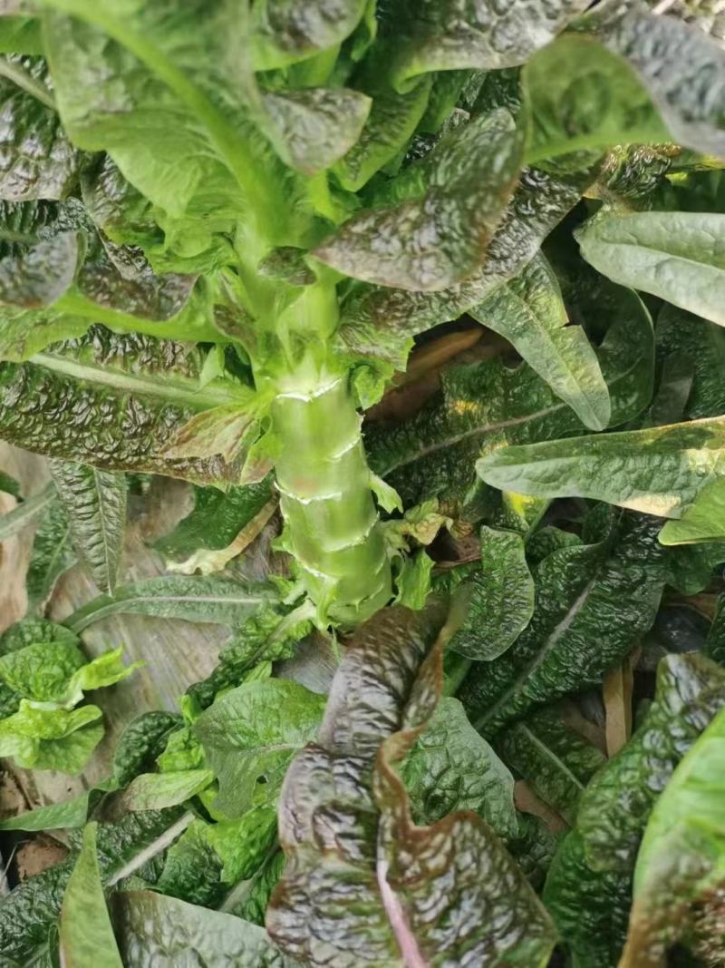 【产地货源】莴笋万亩种植基地大量上，欢迎各地客商来电咨询