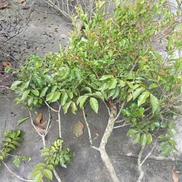 大量野生各类树木寄生茶！15元每斤起！！大量新鲜采摘发货