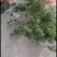 大量野生各类树木寄生茶！15元每斤起！！大量新鲜采摘发货